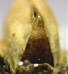 Eupithecia russeliata