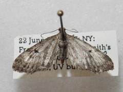 Eupithecia russeliata
