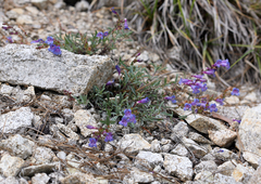 Penstemon laetus sagittatus