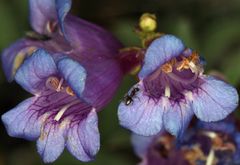 Penstemon laetus sagittatus