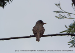 Contopus sordidulus