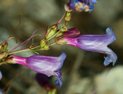 Penstemon laetus sagittatus