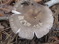 Amanita morrisii