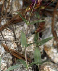 Penstemon laetus sagittatus