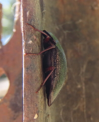Platyphanes
