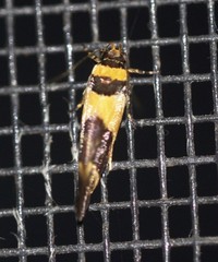 Macrobathra chrysotoxa