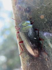 Platyphanes