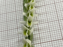 Spiranthes spiralis