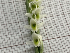 Spiranthes spiralis