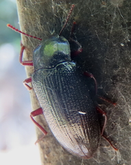 Platyphanes