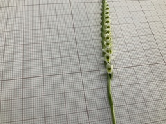Spiranthes spiralis