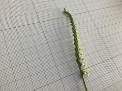 Spiranthes spiralis