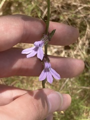 Lobelia brevifolia