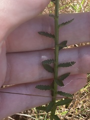 Lobelia brevifolia