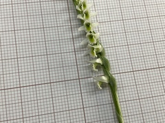 Spiranthes spiralis