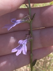 Lobelia brevifolia