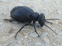 Meloe mediterraneus
