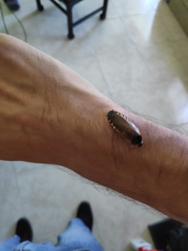 Photo of Surinam Cockroach (Pycnoscelus surinamensis)