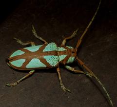 Prosopocera lactator