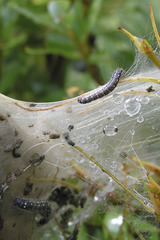 Eriogaster arbusculae