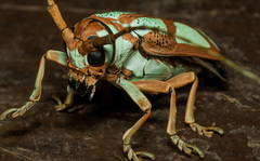 Prosopocera lactator