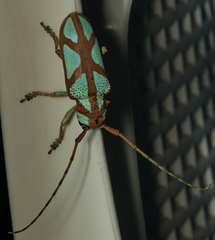 Prosopocera lactator