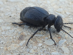 Meloe mediterraneus