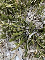 Carmichaelia astonii