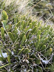 Carmichaelia astonii