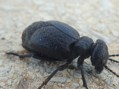 Meloe mediterraneus