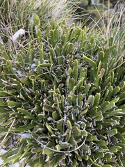 Carmichaelia astonii