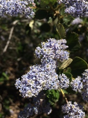 Ceanothus arboreus