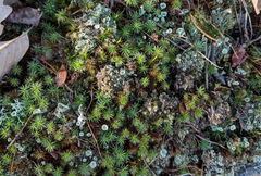 Cladonia asahinae