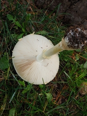Amanita muscaria guessowii
