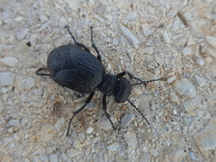 Meloe mediterraneus