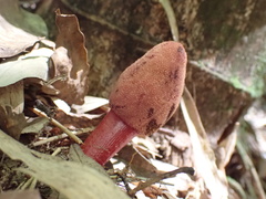 Balanophoraceae