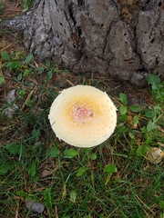 Amanita muscaria guessowii