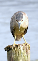 Nycticorax nycticorax image