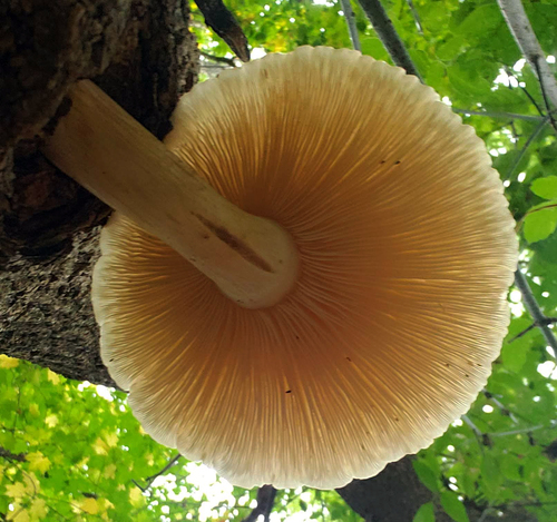 Elm Mushroom (Hypsizygus ulmarius)