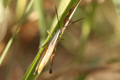 Staurorhectus longicornis