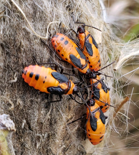 Large Milkweed Bug photographed in Wisconsin