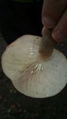 Lactarius fluens