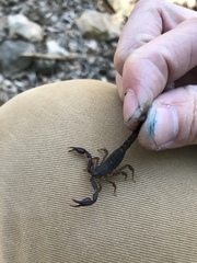 Pseudouroctonus reddelli