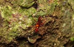 Degithina