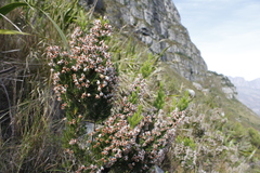Erica triflora