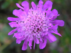 Scabiosa lucida