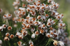 Erica triflora