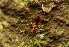 Degithina