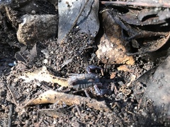 Pseudouroctonus reddelli