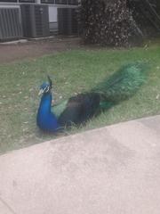 Pavo